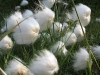 12. Febus en Flora (3)